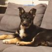 Jaxx, Perro Pastor Alemán