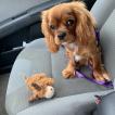 Bentley, Cavalier King Charles Spaniel