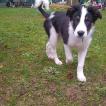 Roxy, Border Collie