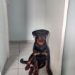 Klaus, Rottweiler