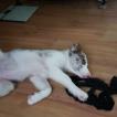 Pulguenta, Border Collie
