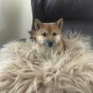 Dakota, Shiba Inu Japonés