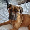 Xena, Bullmastiff
