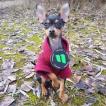 Rocky, Otros perros