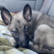Remington, Pastor Belga Malinois
