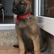 Kali, Pastor Belga Malinois