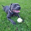 Inka, Staffordshire Bull Terrier