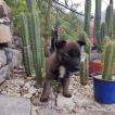 Kai, Pastor Belga Malinois