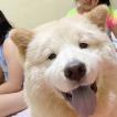 Muffin, Chow Chow