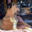 Looney, Pastor Belga Malinois