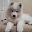 Yuki, Samoiedo