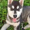 Narsuk, Husky Siberiano