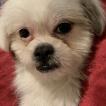 Daisy, Shih Tzu