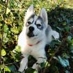 Radjah, Husky Siberiano