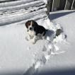 Leeloo, Beagle