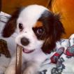 Mabel, Cavalier King Charles Spaniel