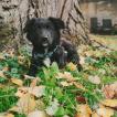 Kobe, Border Collie