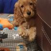 Gaia, Cocker Spaniel Inglés
