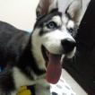 Máximo, Husky Siberiano