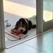 Burke, Basset Hound