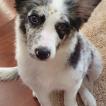 Zoe, Border Collie