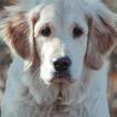 Remarquable Harry des Âmes soeurs, Golden Retriever