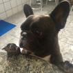 Deep, Bulldog Francés