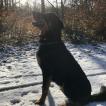 Pégase, Beauceron