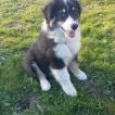 Shadow, Berger Australien