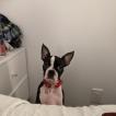 Sadie, Boston Terrier