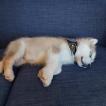 Skye, Malamute