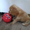 Nube, Cocker Spaniel