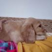 Nube, Cocker Spaniel