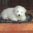 Misty, Terrier Tibetano