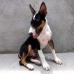 Thanos lopes, Bull Terrier