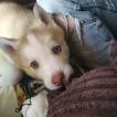 Libaax, Husky Siberiano