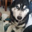 Zephyr, Siberian Husky