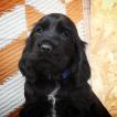 Shadow, Cocker Spaniel