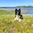 Freya, Border Collie