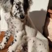 KIRA, Setter Inglés
