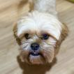 Infante, Lhassa Apso