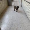 Infante, Pastor Belga Malinois