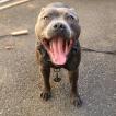 Ragnar, Staffordshire Bull Terrier