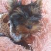 Reglisse, Yorkshire Terrier