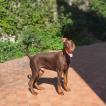 Thor, Dobermann