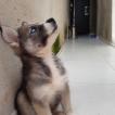 Jhon Snow, Husky Siberiano