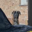 Tao, Boxer