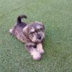 Max, Schnauzer Miniatura