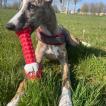 Rhéva, Whippet