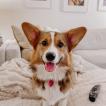 Ahi, Welsh Corgi Pembroke